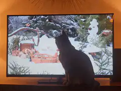 Cat watching bird feeder on TV