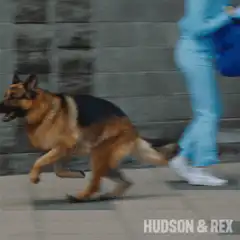 German Shepherd running alongside person