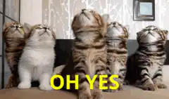 Five kittens looking up saying oh yes
