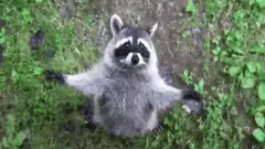 Raccoon with arms out in grass