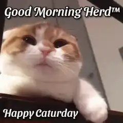 Good Morning Herd Happy Caturday Cat