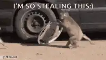 Monkey stealing hubcap