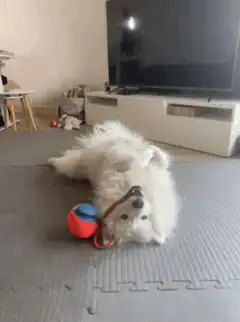 fluffy white dog playing with toy
