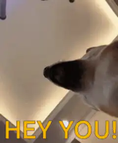 Dog looking down hey you