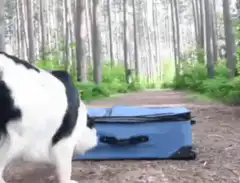 dog jumps into suitcase in forest