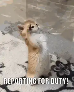 Kitten reporting for duty