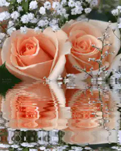 peach roses and baby's breath reflection