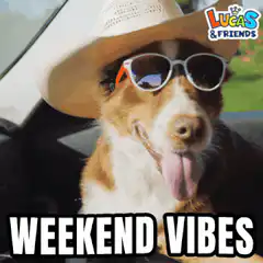Dog in hat and sunglasses weekend vibes