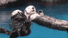 Otters floating and holding hands