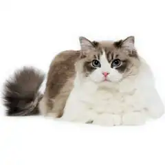 Fluffy Ragdoll Cat Lying Down