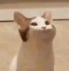 cat screaming