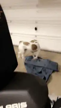 dog scratching on jeans