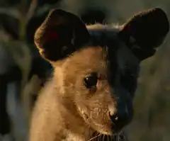 Cute wild dog puppy looking at camera