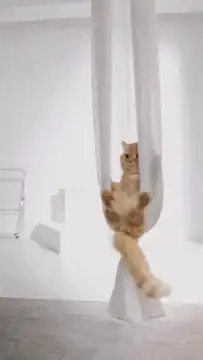 Orange cat climbing white curtain