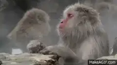Japanese macaque relaxing in hot spring