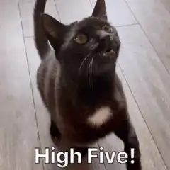 Black cat high fives hand