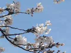 cherry blossoms against blue sky