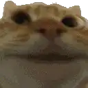 smug orange cat face