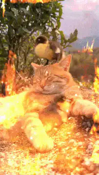 cat and ducklings in fire