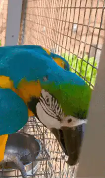 Blue and yellow macaw in cage