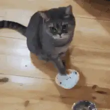 Grey cat batting at a small white toy