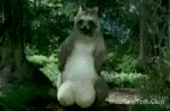 Raccoon and Little Red Riding Hood
