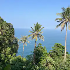 Tropical palm trees overlooking the ocean