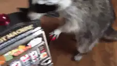 raccoon playing slot machine