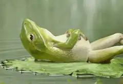 frog lying on leaf