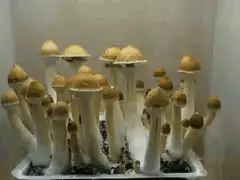 Time-lapse of mushrooms growing