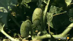 Cucumber plant spraying water