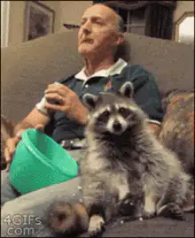 Raccoon eating popcorn on couch