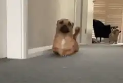 Corgi puppy sliding on carpet