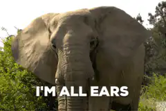 Elephant I'm All Ears