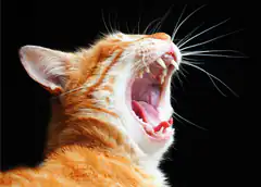 orange cat yawning wide