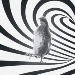 Pigeon on hypnotic spiral
