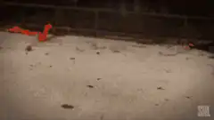 cupcake lands in mud