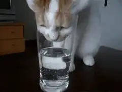 Cat drinking water from a glass