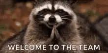 Raccoon Welcome To The Team