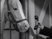 horse talking on telephone