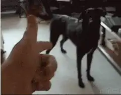 Hand touches dog and it falls over