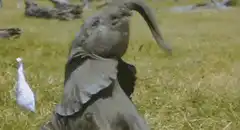 Baby elephant flapping ears