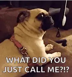 Pug What Did You Just Call Me