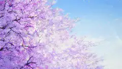 purple cherry blossom tree against blue sky