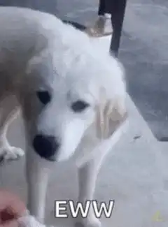 White dog reacts with disgust to food