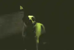 Dog in green laser light show