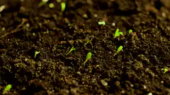 Time-lapse of green seedlings sprouting from soil