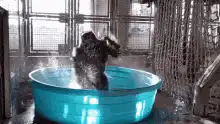 gorilla splashing in blue tub