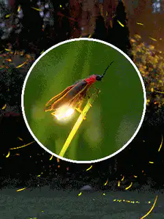 Glowing firefly in a circle