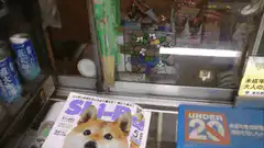 Shiba Inu dog behind glass counter
